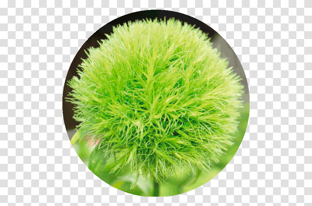 Green Sun Ball Flower, Moss, Plant, Grass, Vegetation Transparent Png