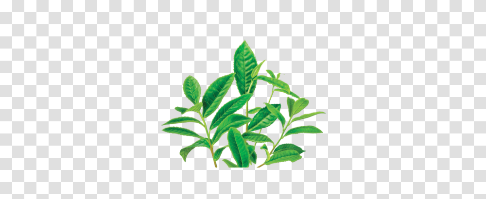 Green Tea Decaf Herbal Supplement Herbal Teas, Leaf, Plant, Potted Plant, Vase Transparent Png