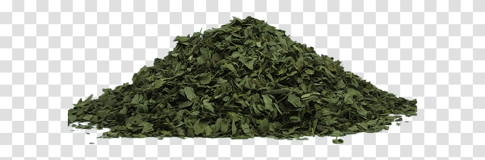Green Tea Dried Tea Leaves, Plant, Leaf, Vase, Jar Transparent Png