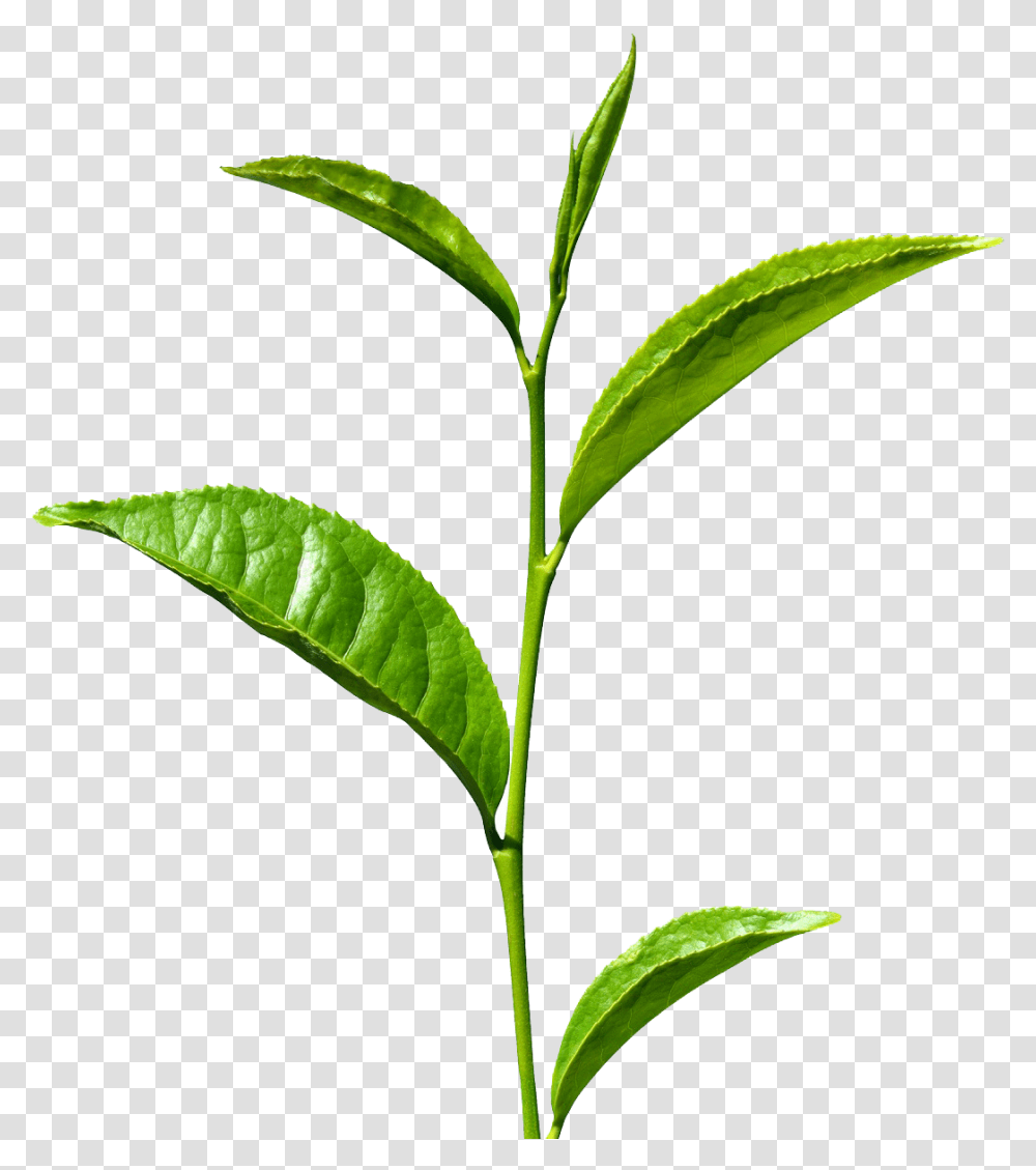 Green Tea Free Images Green Tea Leaf, Plant, Vase, Jar, Pottery Transparent Png