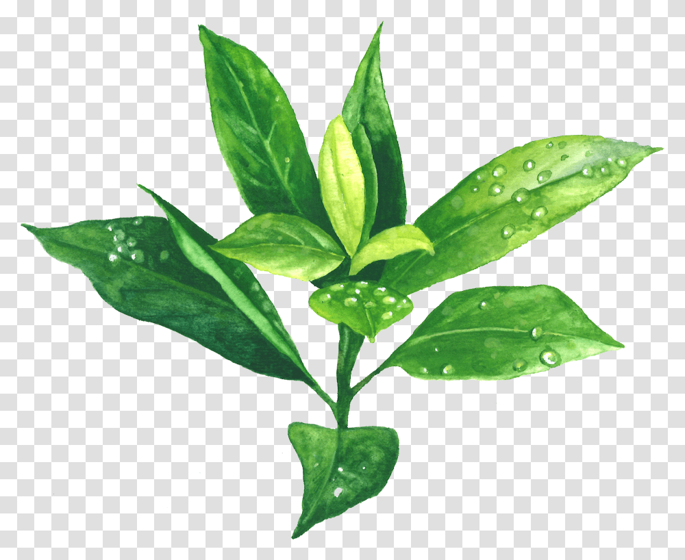 Green Tea Garden Of Life, Plant, Leaf, Vase, Jar Transparent Png