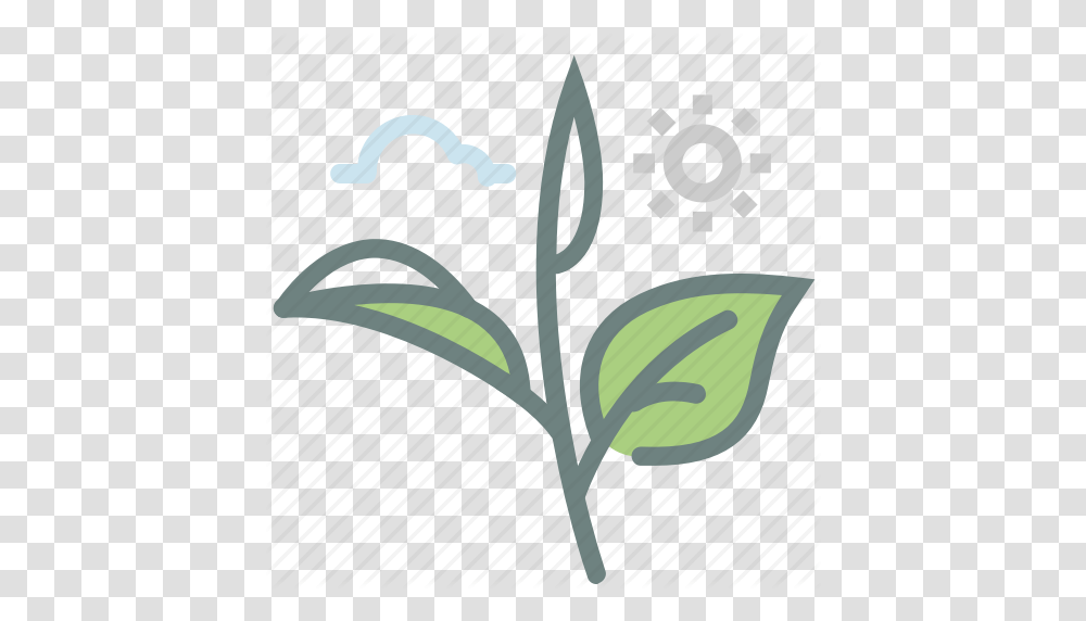 Green Tea Herb Leaf Leaves Matcha Tea Tea Leaves Icon, Plant, Flower, Label Transparent Png