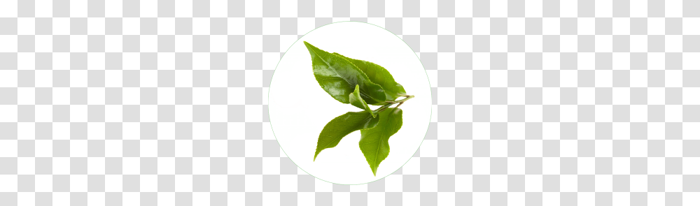 Green Tea Leaf Extract In Skin Care, Plant, Vase, Jar, Pottery Transparent Png