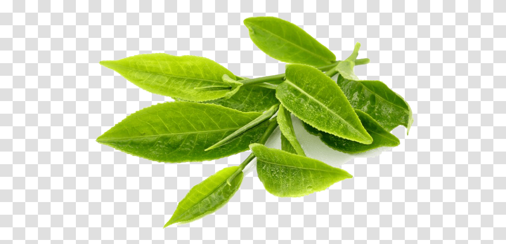 Green Tea Leaf, Plant, Beverage, Vase, Jar Transparent Png