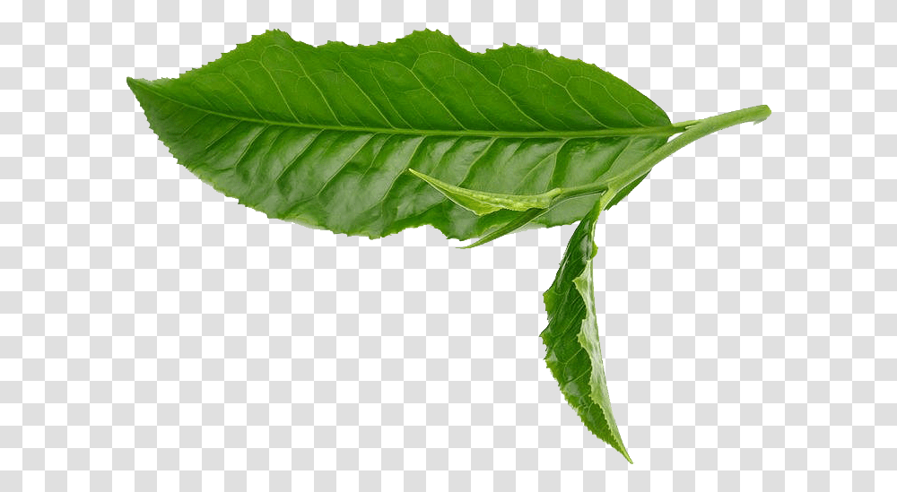 Green Tea Leaf White Green Tea Leaves, Plant, Tree, Annonaceae Transparent Png