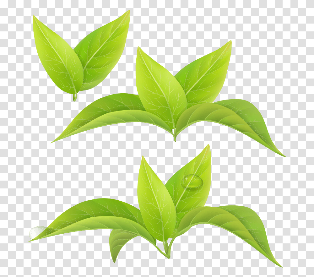 Green Tea Leaf White Tea Matcha Leaf Green Tea, Vase, Jar, Pottery, Plant Transparent Png