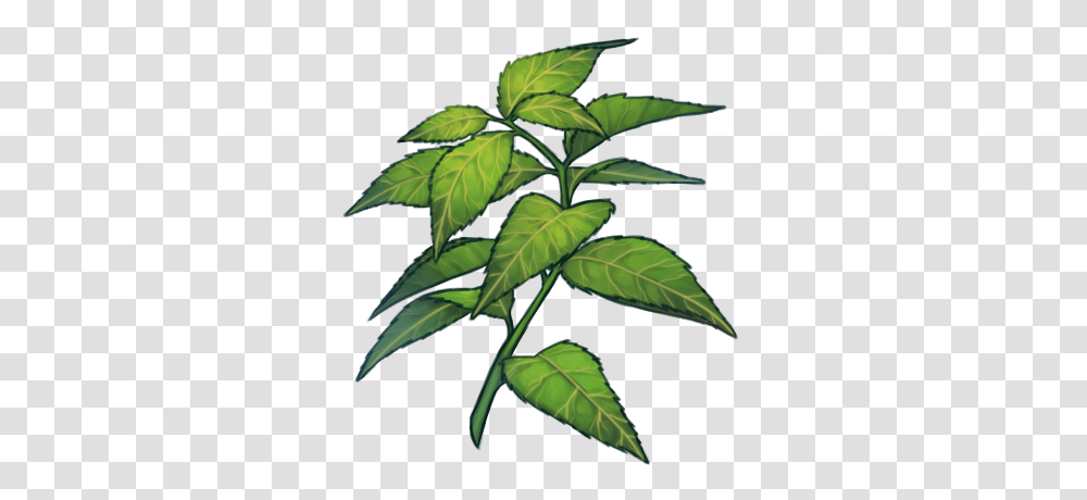 Green Tea Leaves, Leaf, Plant, Annonaceae, Tree Transparent Png