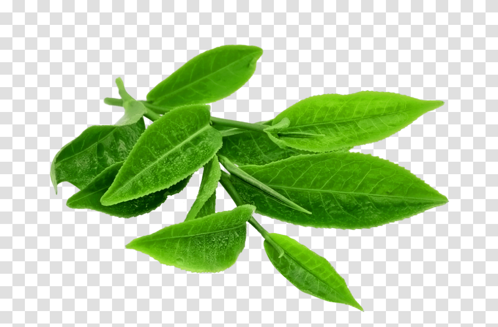 Green Tea Leaves, Leaf, Plant, Vase, Jar Transparent Png