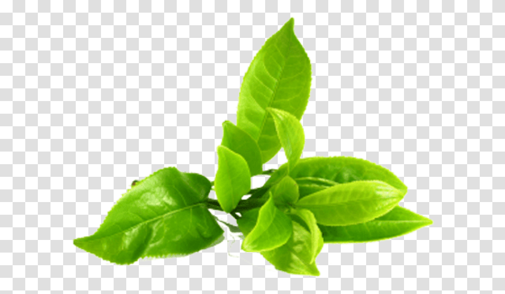 Green Tea Leaves, Vase, Jar, Pottery, Plant Transparent Png