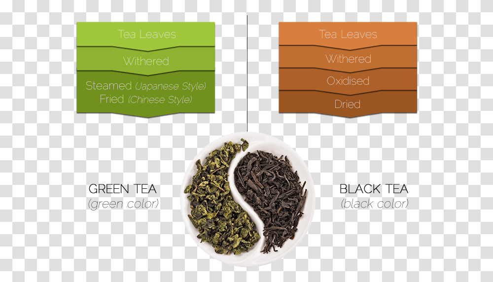 Green Tea Leaves Vs Black Tea Leaves, Plant, Vase, Jar, Pottery Transparent Png