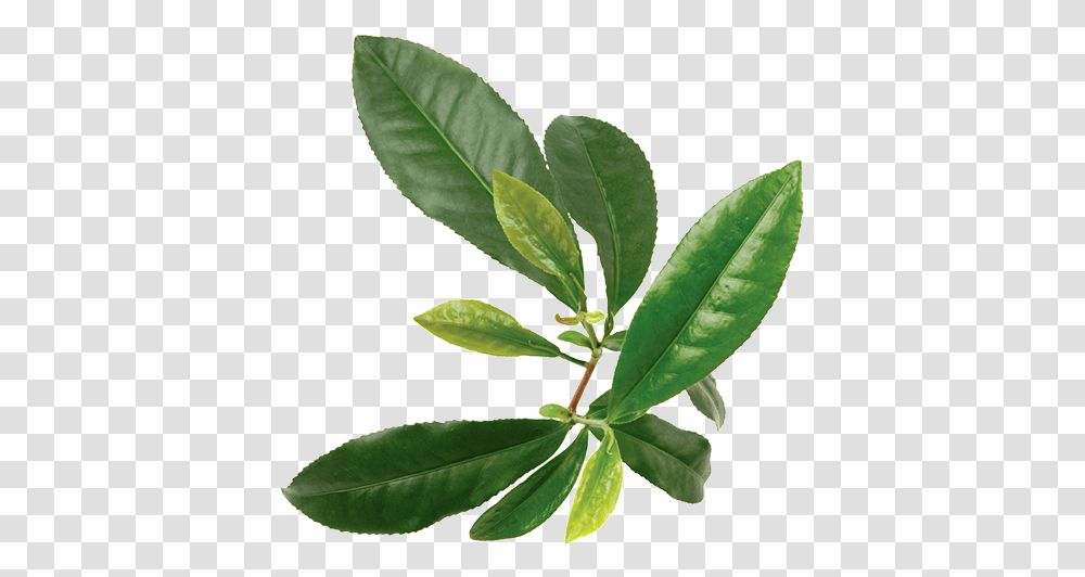 Green Tea Plant, Leaf, Vase, Jar, Pottery Transparent Png