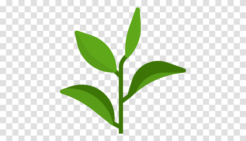 Green Tea, Plant, Sprout, Flower, Blossom Transparent Png