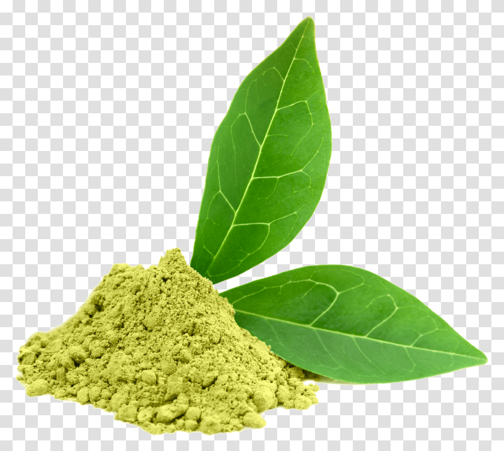 Green Tea Powder, Plant, Leaf Transparent Png