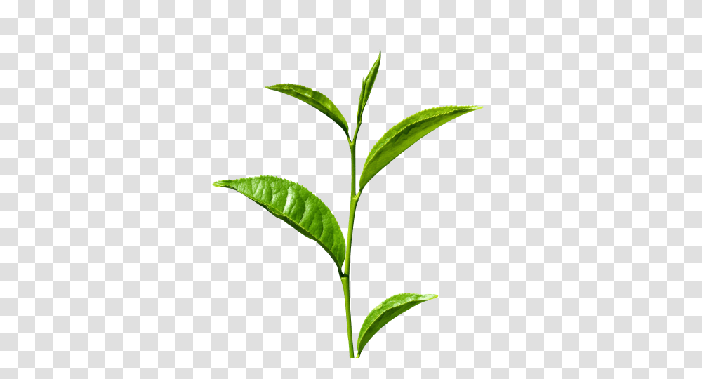 Green Tea S, Plant, Beverage, Vase, Jar Transparent Png
