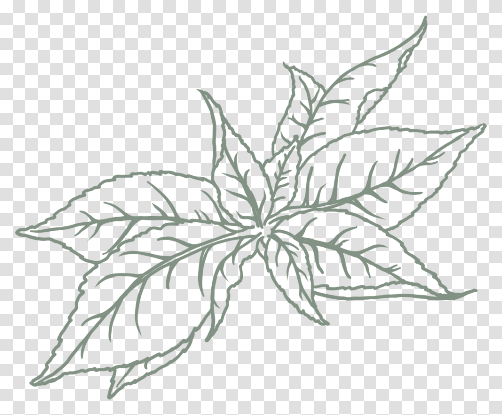 Green Tea Sketch, Snowflake, Plant, Stencil, Leaf Transparent Png