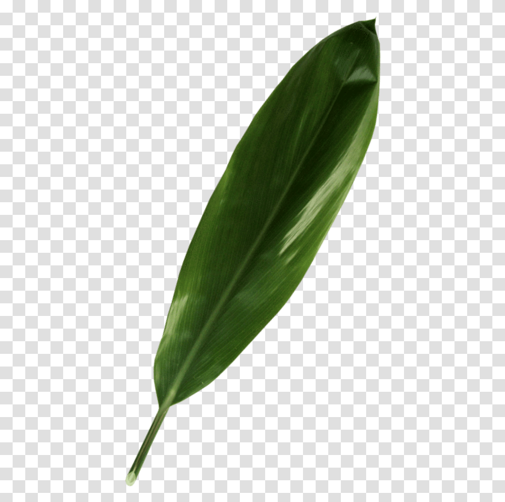 Green Ti Leaf Daphne, Plant, Flower, Petal, Bud Transparent Png