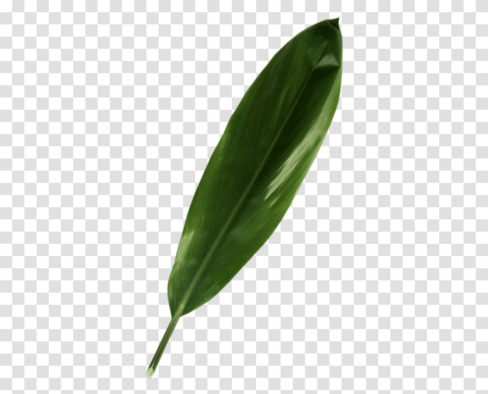 Green Ti Leaf Leaf, Plant, Flower, Petal, Bud Transparent Png