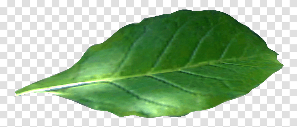 Green Tobacco Leaf Alone Photo Tobacco Leaf No Background, Plant, Veins, Animal, Bird Transparent Png