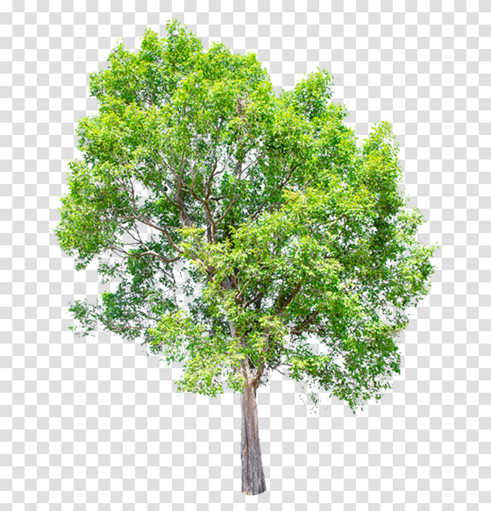 Green Tree Icon Trees Background Sketch, Plant, Bush, Vegetation, Oak Transparent Png