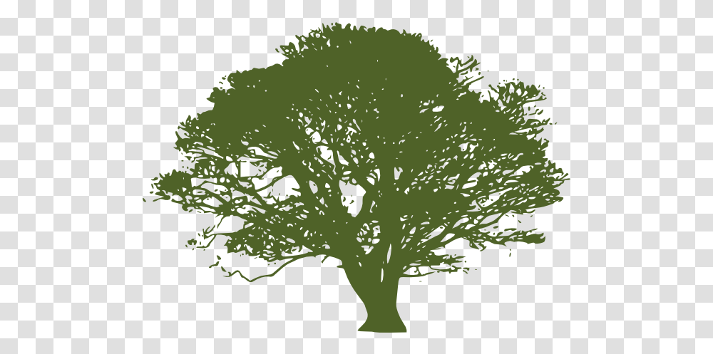 Green Tree Lime Oak Tree Silhouette, Plant, Vegetation, Bush, Moss Transparent Png