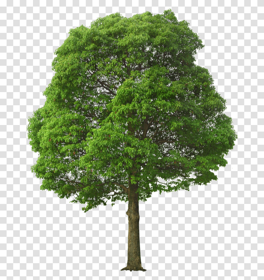 Green Tree Tree, Plant, Oak, Maple, Tree Trunk Transparent Png