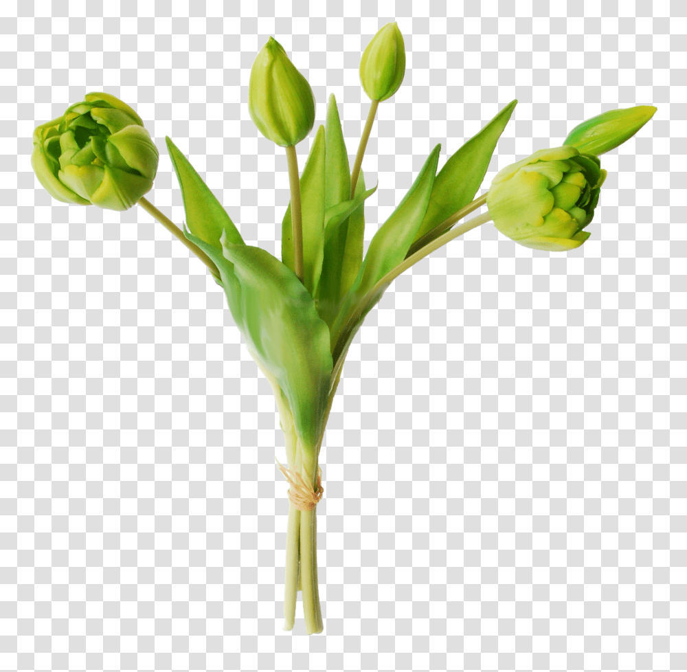 Green Tulips, Plant, Flower, Blossom, Petal Transparent Png