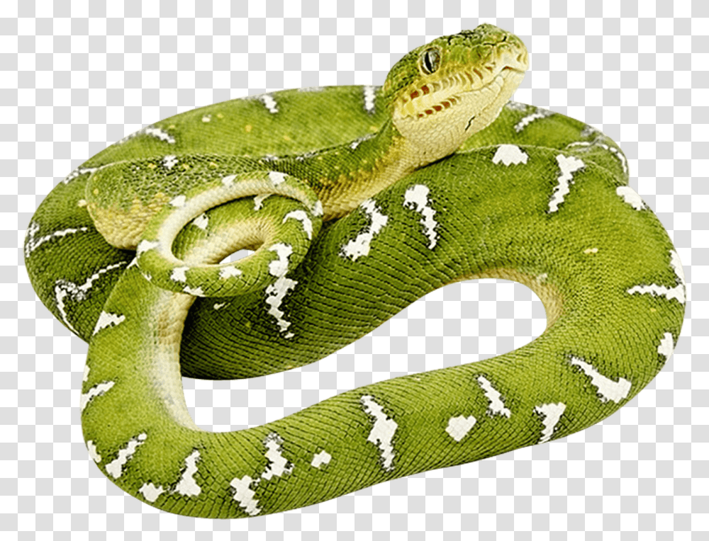 Green Twirling Image Green Snake, Reptile, Animal, Lizard Transparent Png