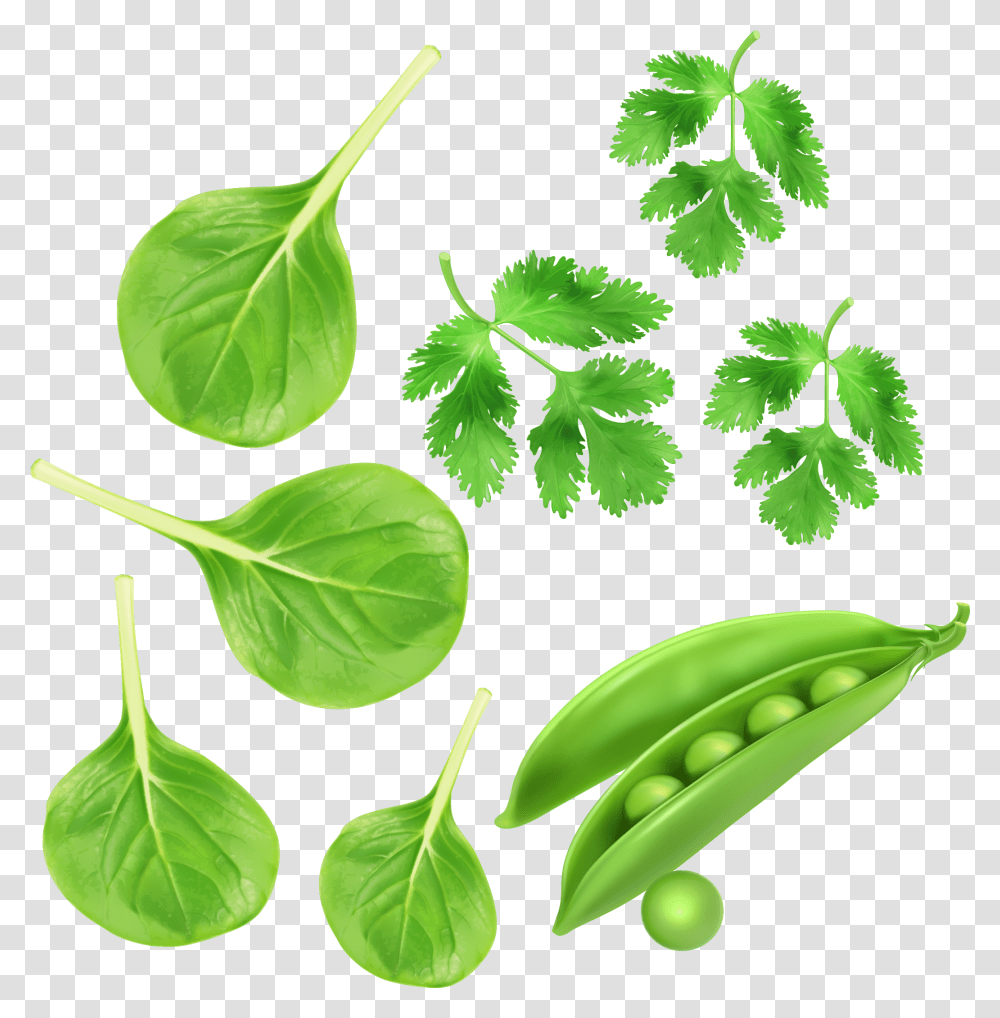 Green Vegetables Parsley Peas Vector Green Vegetables, Plant, Vase, Jar, Pottery Transparent Png