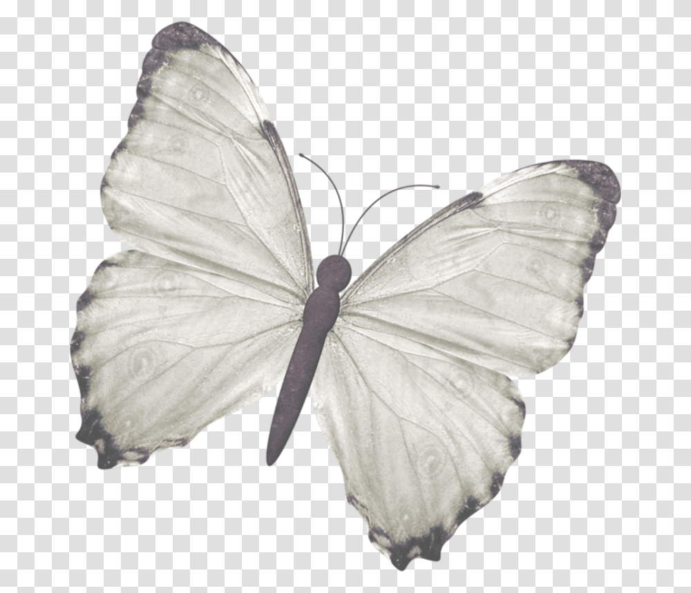 Green Veined White, Insect, Invertebrate, Animal, Butterfly Transparent Png