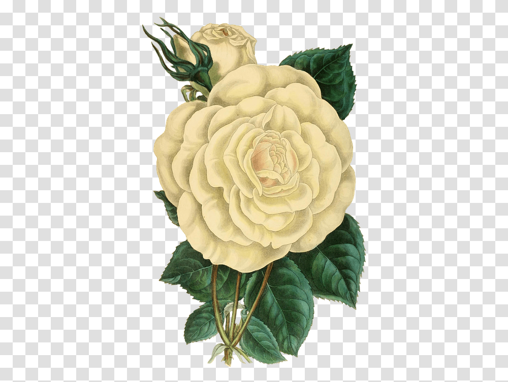 Green Vintage Flower, Plant, Rose, Blossom, Dahlia Transparent Png