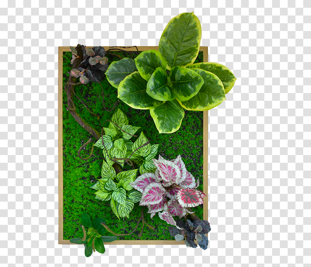 Green Wall Decoration With Frame De002 8060wd Red Clover, Plant, Leaf, Potted Plant, Vase Transparent Png