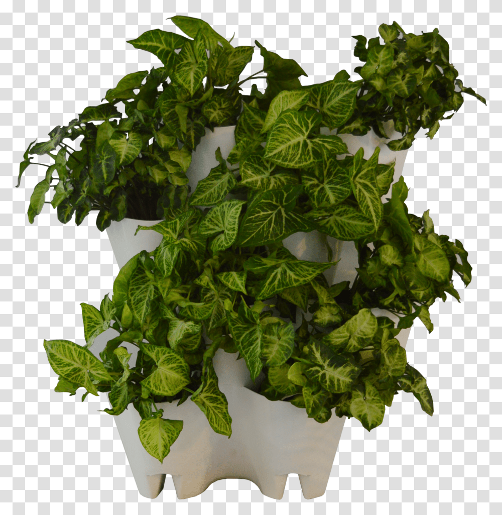 Green Wall From The Box Flowerpot Transparent Png