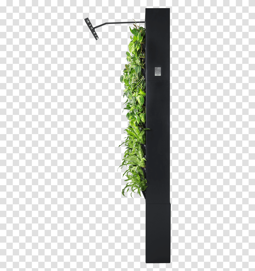 Green Wall Side, Plant, Vine, Vegetation, Ivy Transparent Png