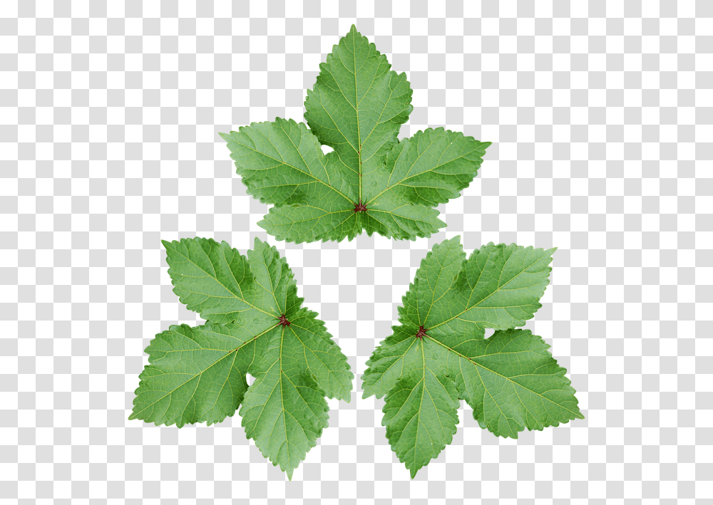 Green Wallpaper Daun, Leaf, Plant, Veins, Maple Leaf Transparent Png