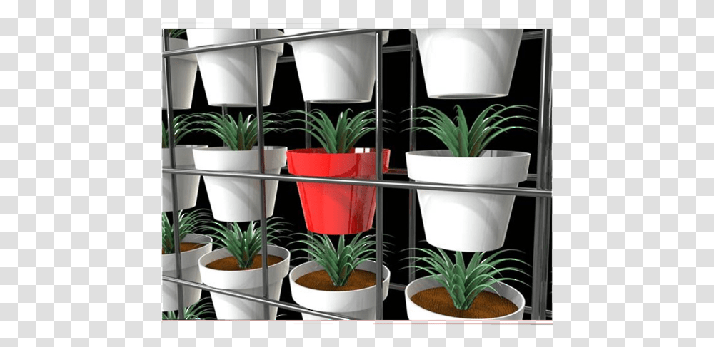 Green Walls Flowerpot, Plant, Aloe Transparent Png