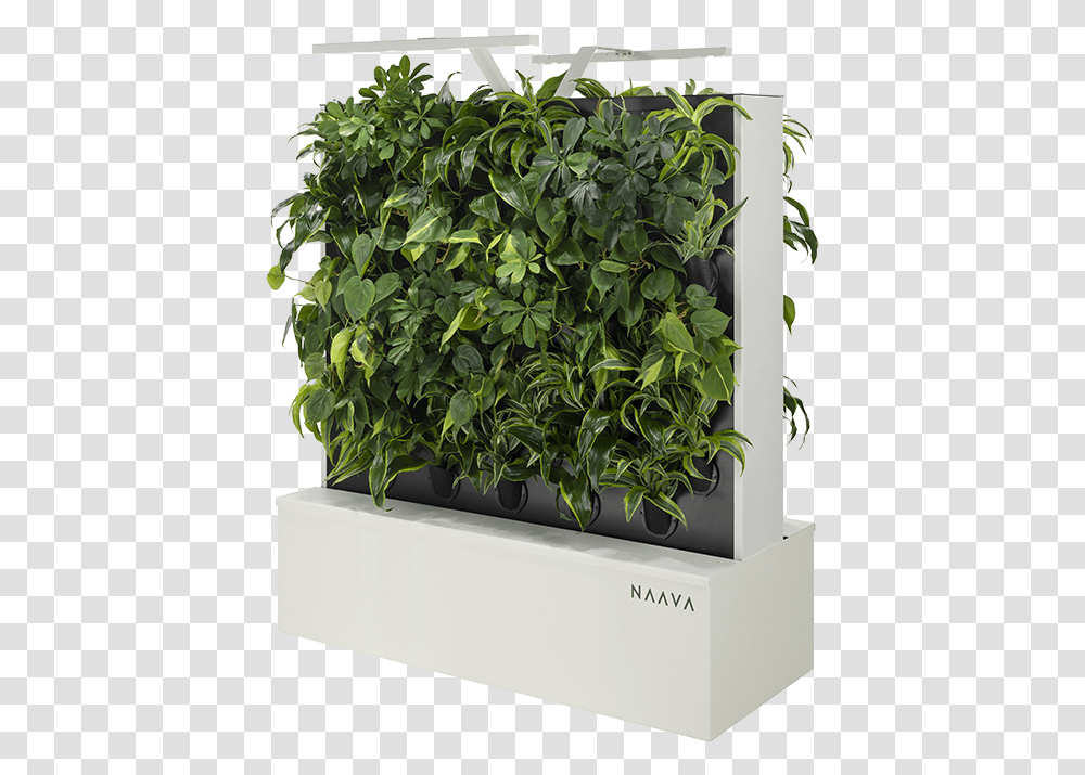 Green Walls Naava Sageretia Theezans, Plant, Outdoors, Potted Plant, Vase Transparent Png