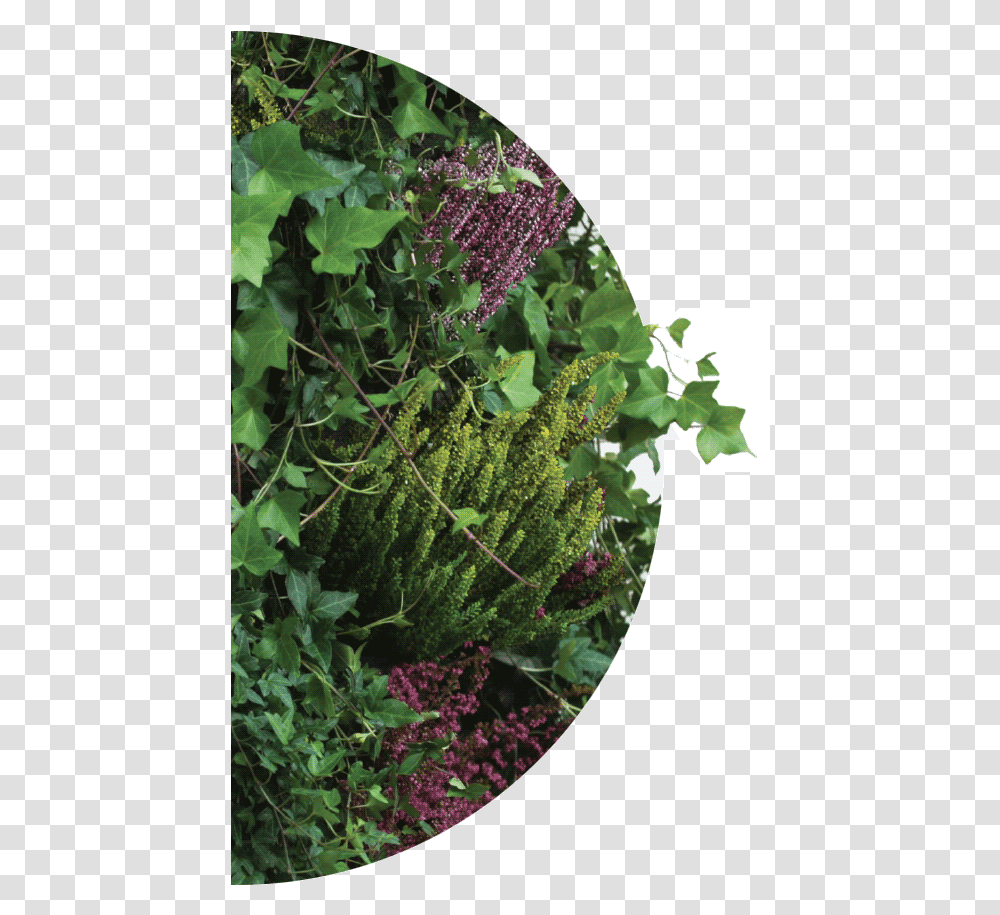 Green Walls With Plants And Moss Verbena, Flower, Potted Plant, Vase, Jar Transparent Png