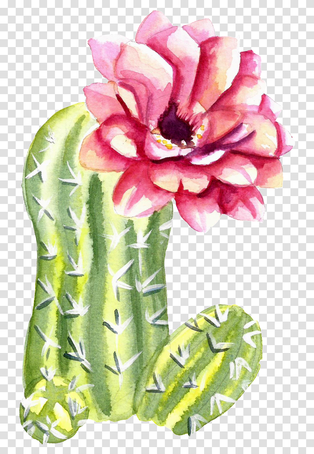Green Watercolor Hand Painted Cactus Flower Flower Cactus Watercolor, Plant Transparent Png