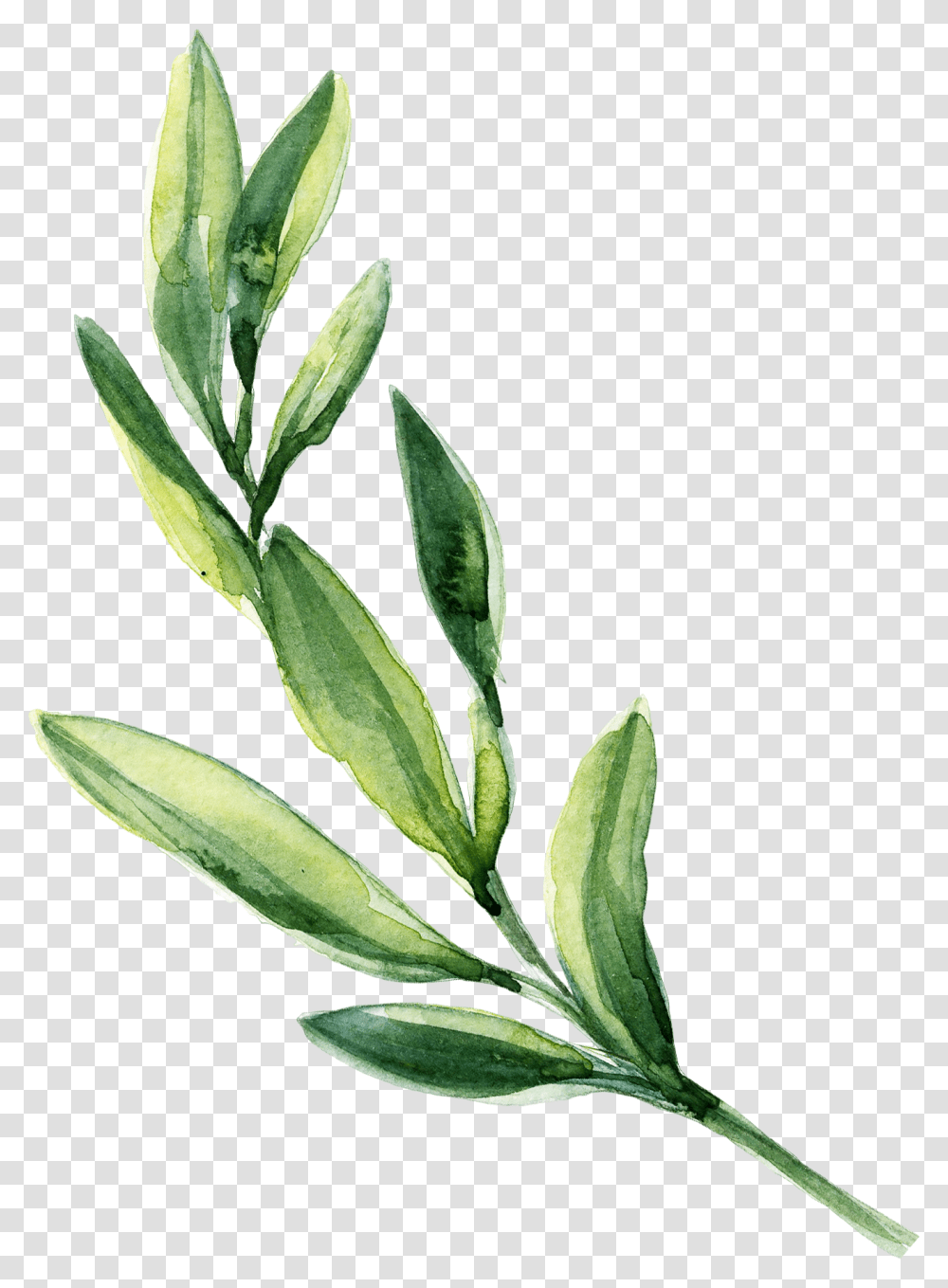 Green Watercolor Leaves, Plant, Leaf, Grass, Flower Transparent Png