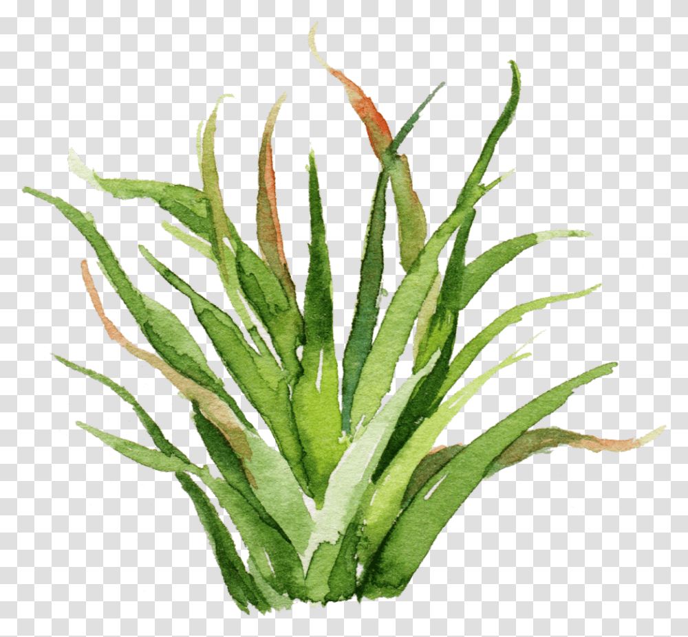 Green Watercolor Plant Painting Cute Weeds Aesthetic Watercolor Plant Paintings Transparent Png