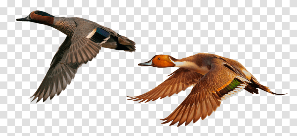 Green Winged Teal Flying, Bird, Animal, Duck, Mallard Transparent Png