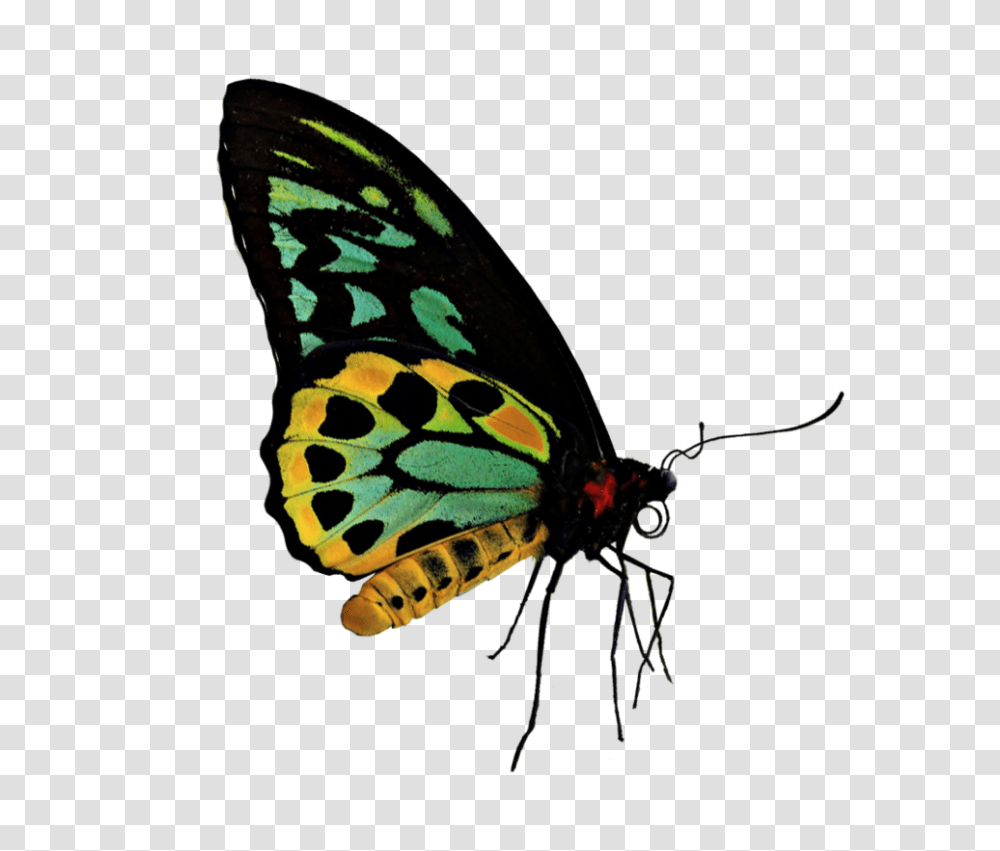 Green Yellow Butterfly, Insect, Invertebrate, Animal, Monarch Transparent Png
