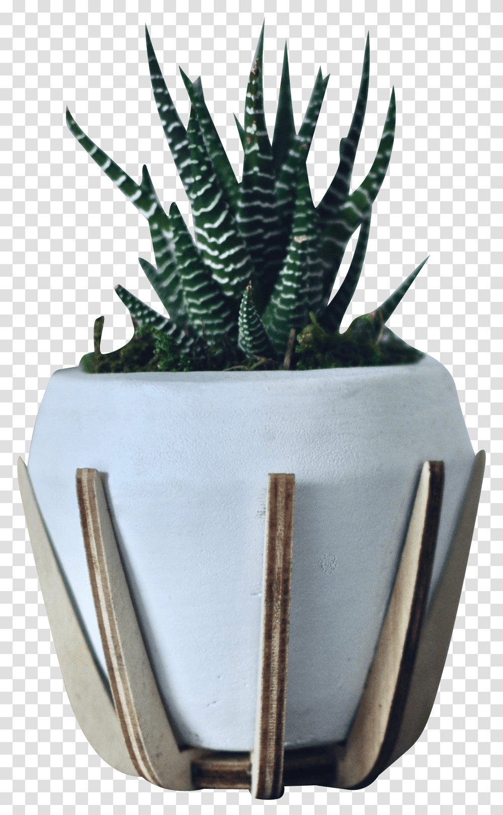 Green Zebra White Pot Agave, Plant, Aloe, Potted Plant, Vase Transparent Png