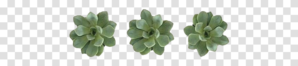 Greenaesthetic Green Succulent Succulents Plants Plantas, Leaf, Potted Plant, Vase, Jar Transparent Png