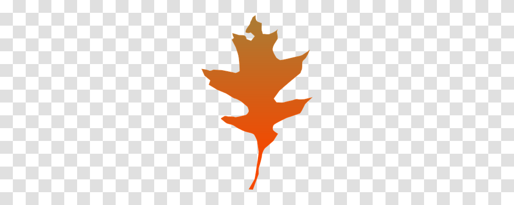 Greenery Nature, Leaf, Plant, Maple Leaf Transparent Png