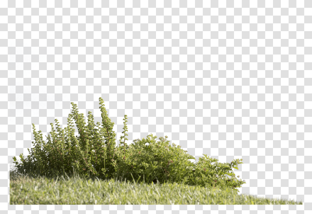 Greenery 3 Image Cut Out Grass, Vegetation, Plant, Tree, Bush Transparent Png