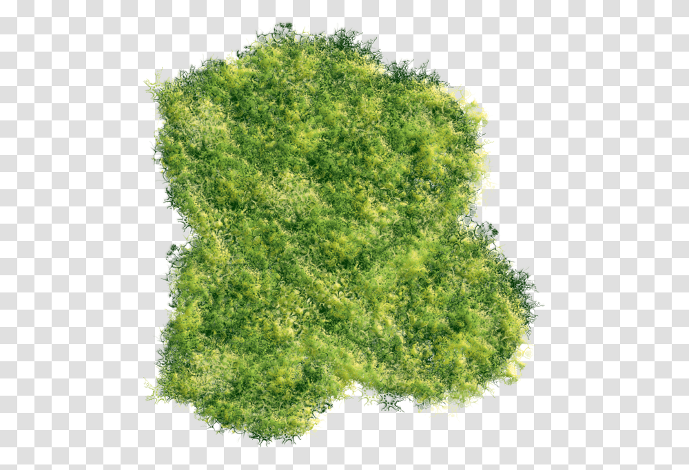Greenery Art Thuya, Moss, Plant, Algae Transparent Png
