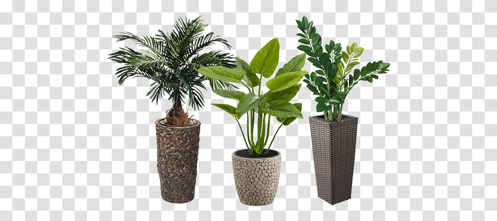 Greenery Konzept - Praktische Dekoideen Em Group Houseplant, Tree, Palm Tree, Arecaceae, Leaf Transparent Png