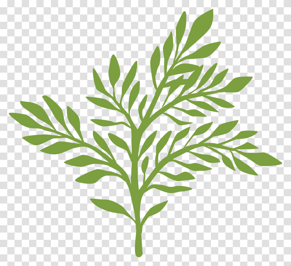 Greenery, Plant, Leaf, Fern, Flower Transparent Png