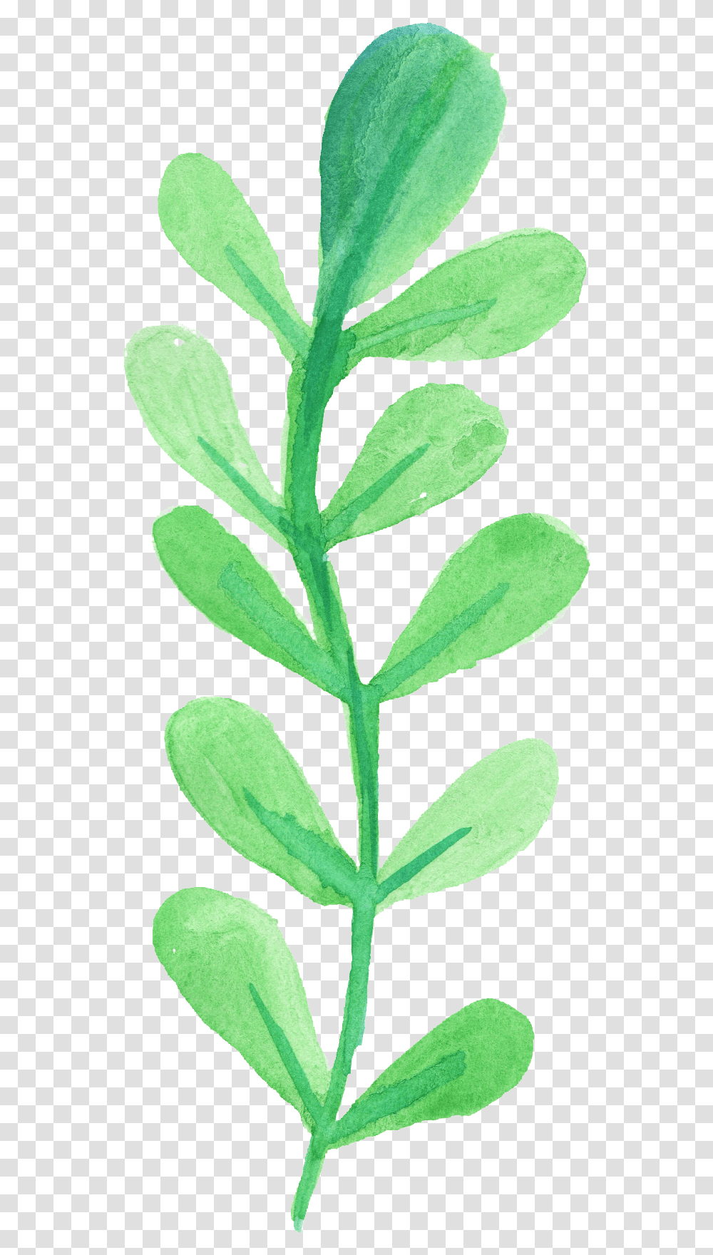 Greenery Vector Watercolor Picture 1095646 Watercolor Leaf, Plant, Spinach, Vegetable, Food Transparent Png